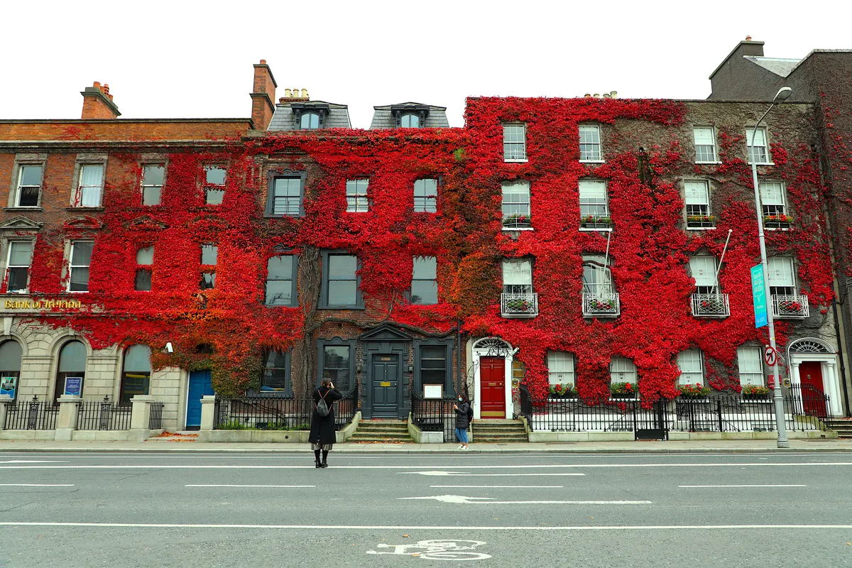 Sieviete fotografē ēku Dublinā, kas pārklāta ar sarkaniem vīnogulājiem.