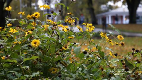 ГЛАВНОЕ ЗА 9 НОЯБРЯ ⟩ Ограничения на дорогах в Риге, изменения в сети больниц и как изменится транспорт в регионах Латвии