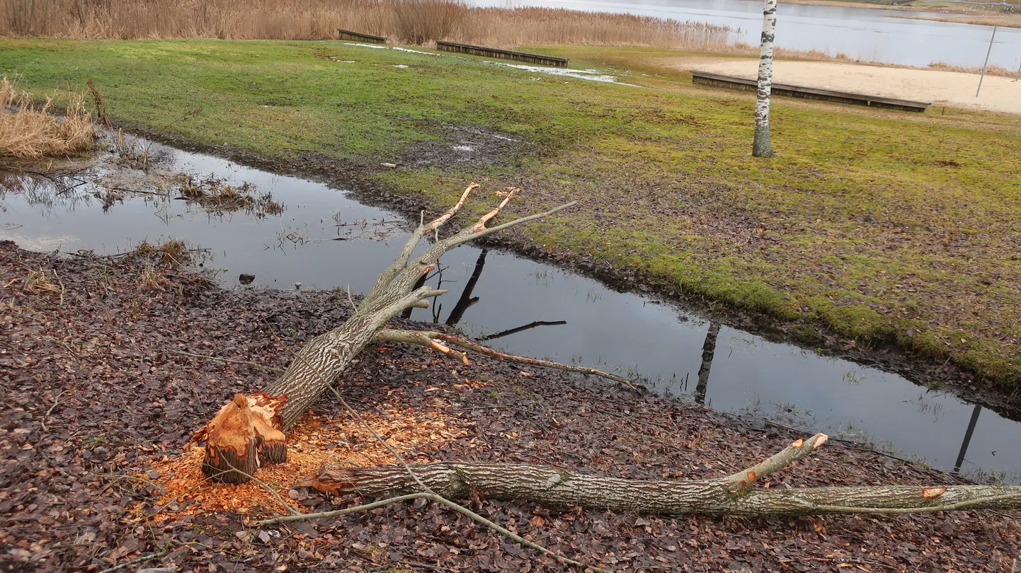 Veekogud vabariigi aastapäevaks jääkatet ei saa.