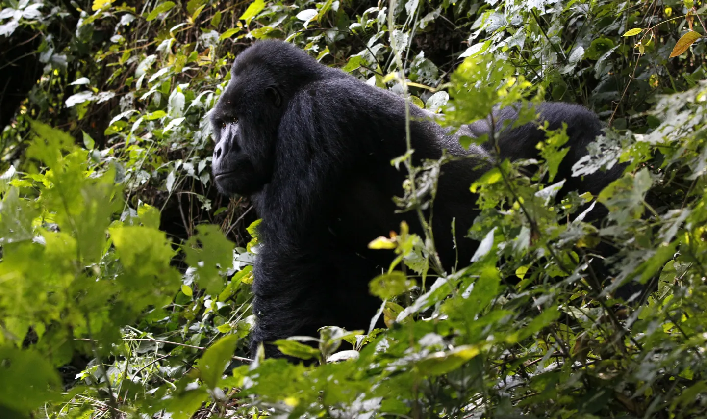 Gorilla