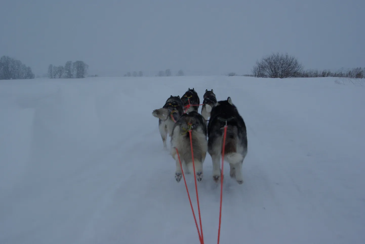 Pildi metskitsedest tegid Viljar ja Merike Krohv koerarakendisõidu käigus.