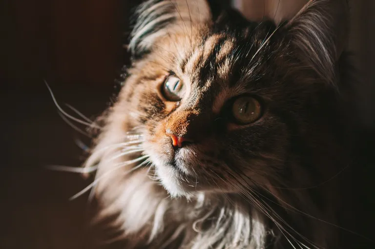 Raksta foto