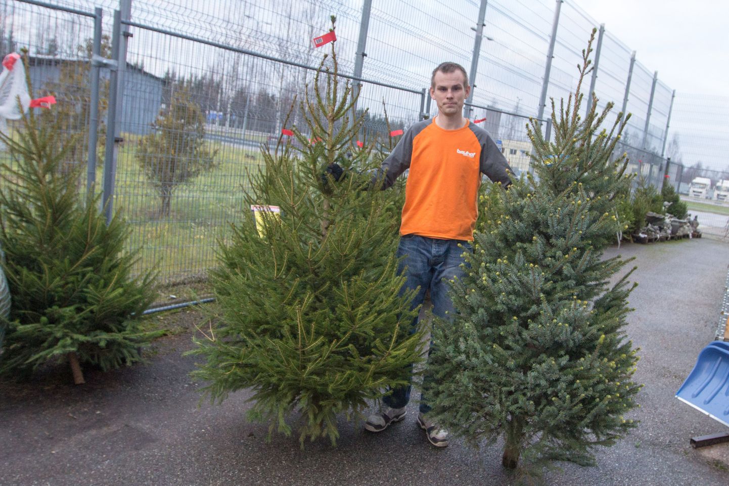 Valga Bauhofi klienditeenindaja Timo näitab kaupluses pakutavaid jõulupuid.
