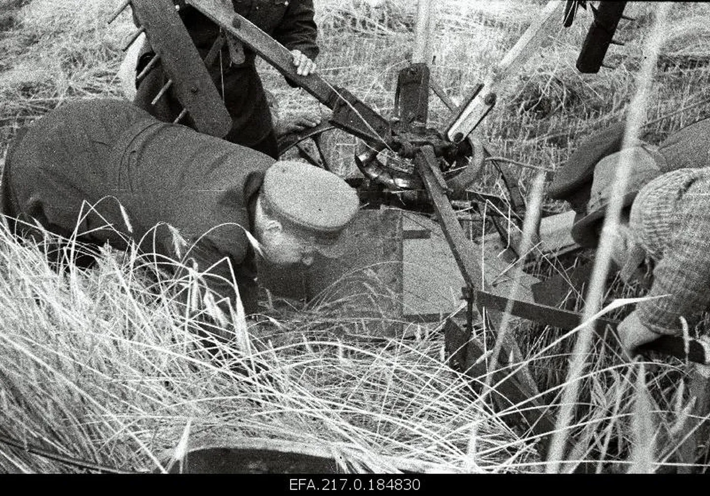 Nõukogude tagalast naasnud Nikolai Karotamm uurib 1. augustil 1944 Elva lähedal niidukit. Viis aastat hiljem kasutati n-ö niitmismeetodeid eesti rahva peal.