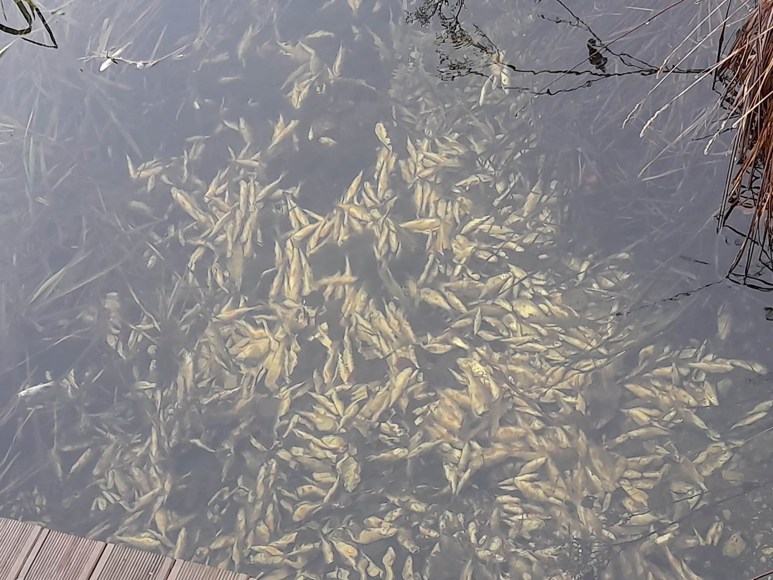Surnud kalad Meeritsa veehoidlas.