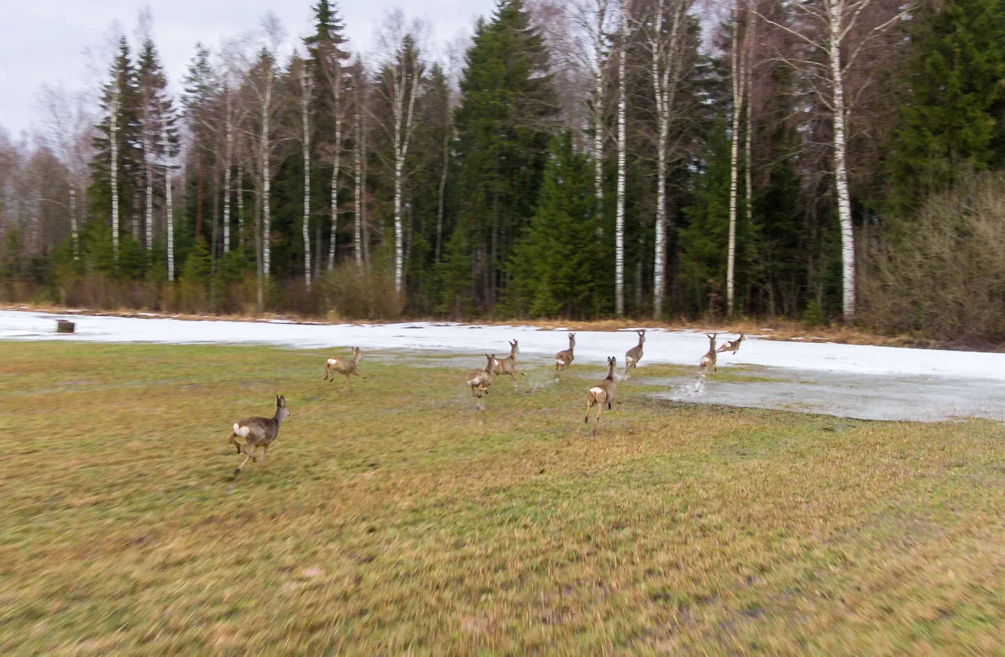 Kevadisel perioodil taskuks kokkupuuteid ulukitega vältida.