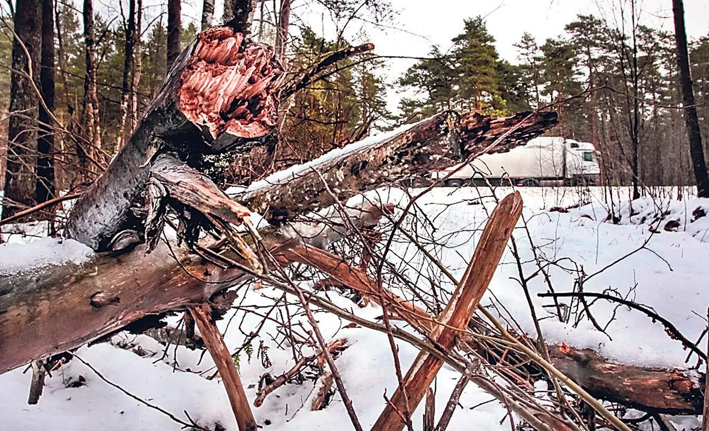 Pärnu piirist mere poole rahvusvahelise tähtsusega tee äärde on puutumatu loodus vaid mõne aastaga kujundanud risus-räsus ja üraskitest kahjustatud metsaala.