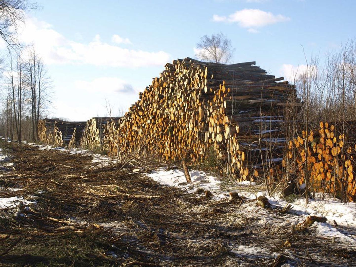 2012. aasta kevadel väitis Marian Sakalale, et Audemäe talu metsas tehakse vaid harvendusraiet, kuid naabrite tehtud fotod tõestasid, et puid langetati lankide kaupa. Toona lubasid loomakaitsjad, et kohe pärast saagimist istutatakse maale uued puud, kuid istikud pole naabrite väitel sinna jõudnud.