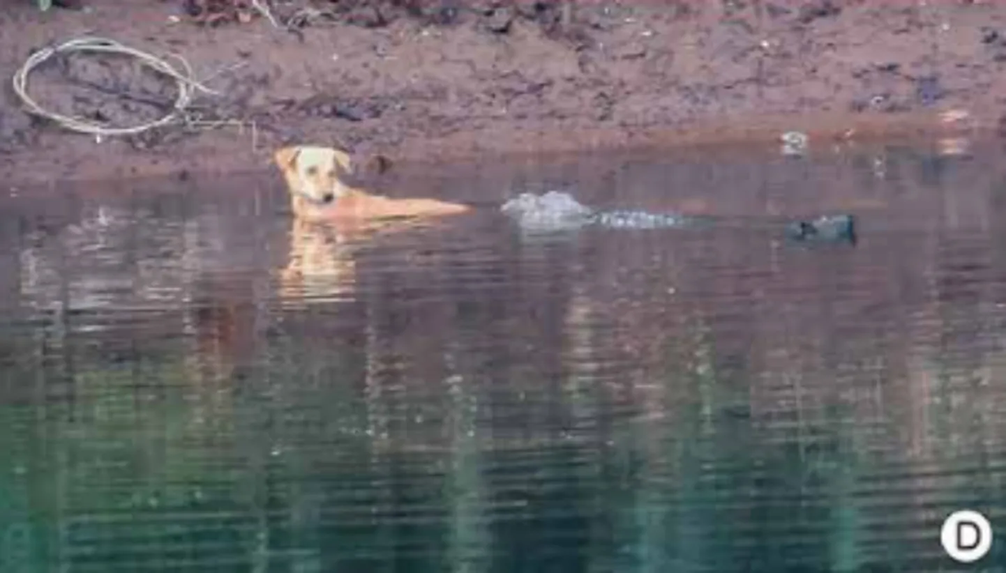 В Индии несколько крокодилов спасли попавшую в реку собаку