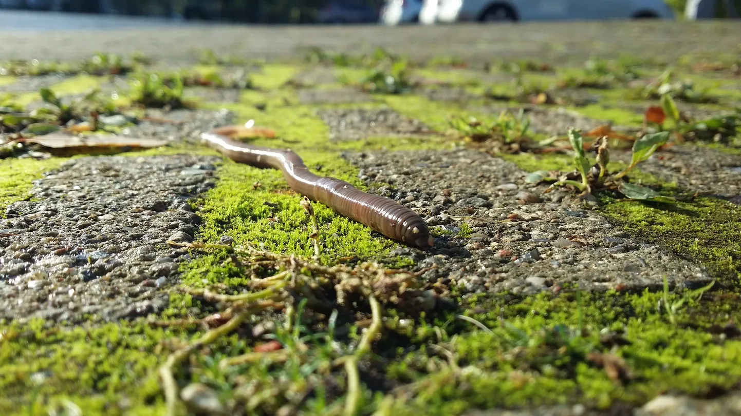 Bioplast vihmaussidele väga ei meeldi.
