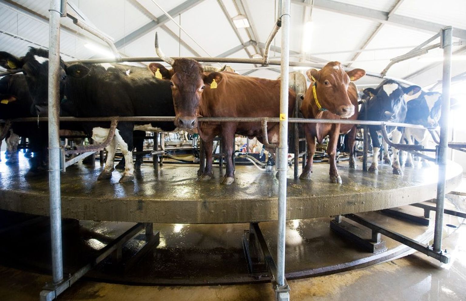 Saaremaa Kärla farmis lüpstakse lehmi karusselli peal. Talitajad jälgivad, et kõik kulgeks ladusalt, piima koostist ja kvaliteeti kontrollib arvuti.