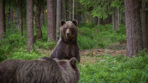 Droon jäädvustas haruldased karupere hetked eesti rabas
