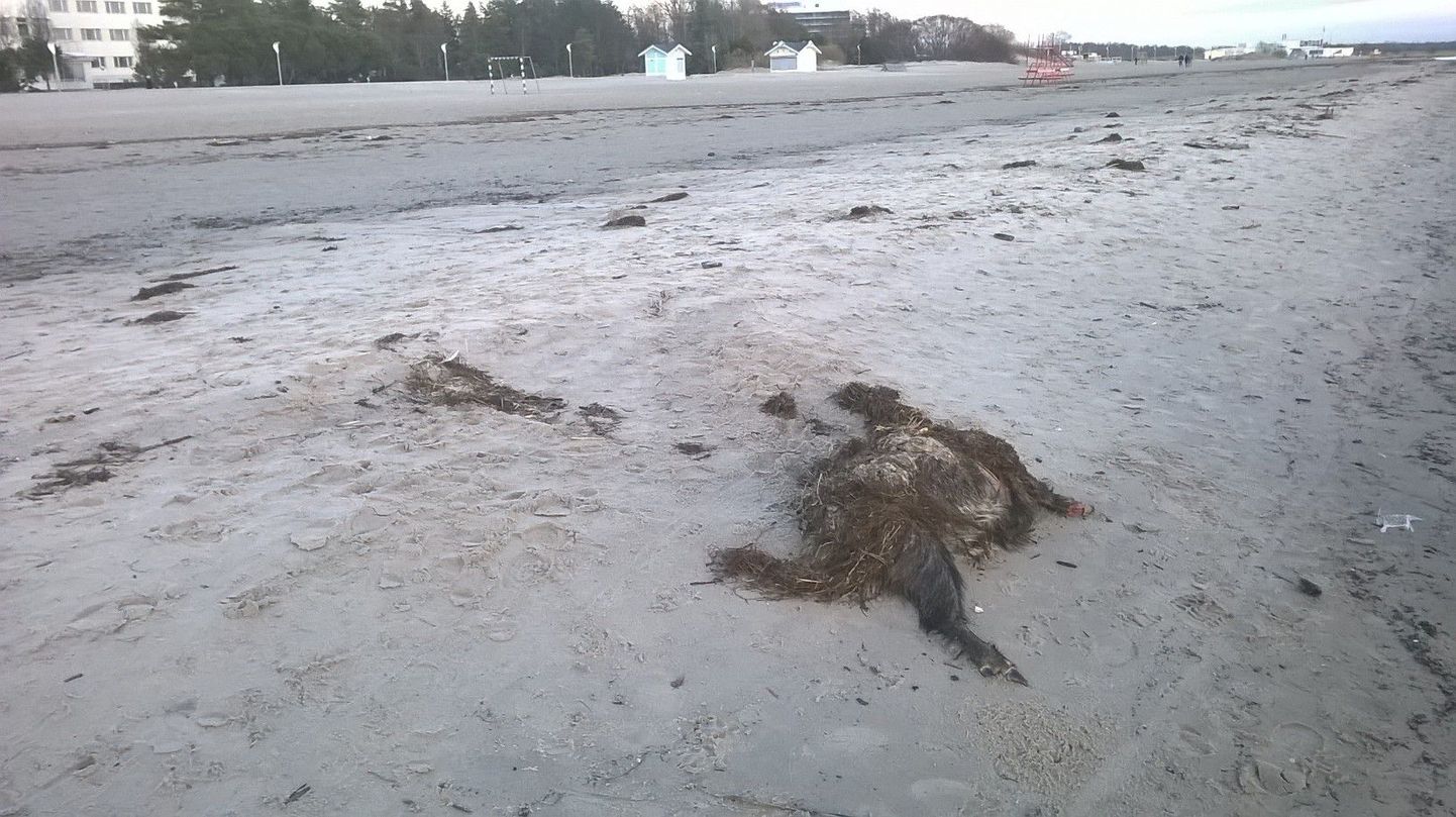Pärnu rannast on sel sügisel leitud viis surnud metssiga. Selle oma otsa leidnud metsanotsu avastas pühapäeva pärastlõunal rannas jalutaja.