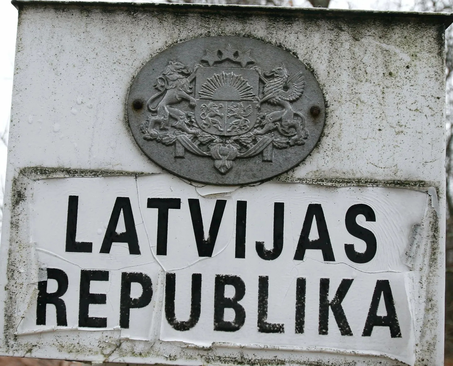 Piiritulp. Foto on illustreeriv.