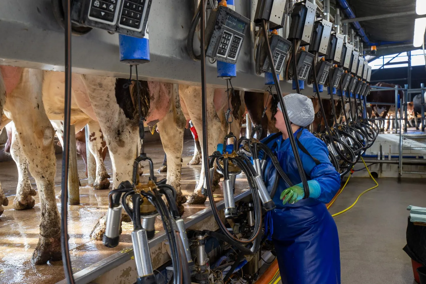 Piimatootjate soov on siduda piimahind Euroopa Liidu keskmisega.