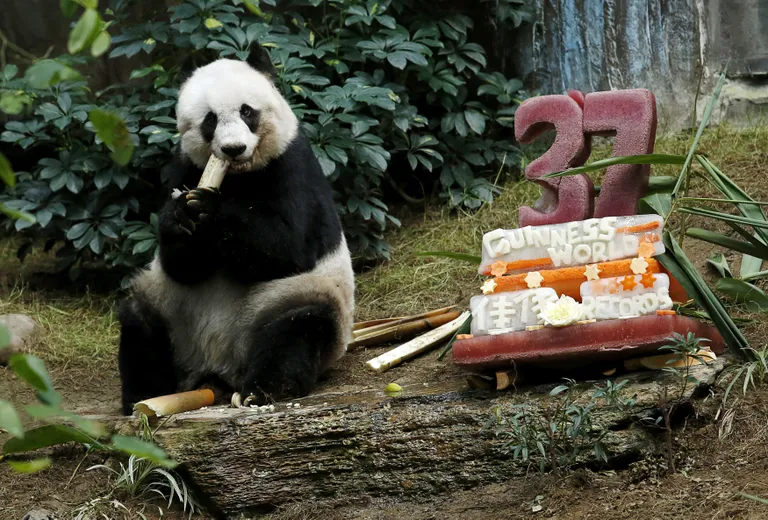 Jia Jia eelmisel aastal oma 37. sünnipäeval (BOBBY YIP/REUTERS)