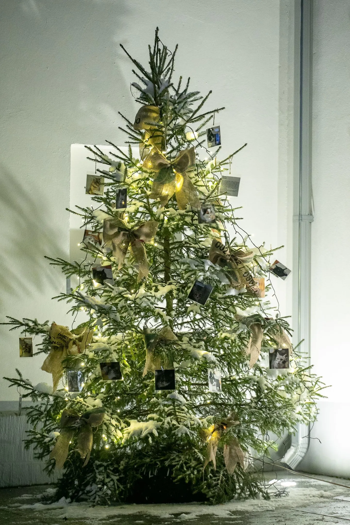 Linnavalitsuse juures kõrgus ka möödunud aasta lõpus koduta loomade jõulupuu, mille ehteiks olid kodu otsivate kasside-koerte fotod.