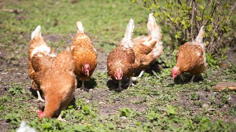Linnugripp Euroopas: Walesis muutus põllumajanduslindude seespidamine kohustuslikuks