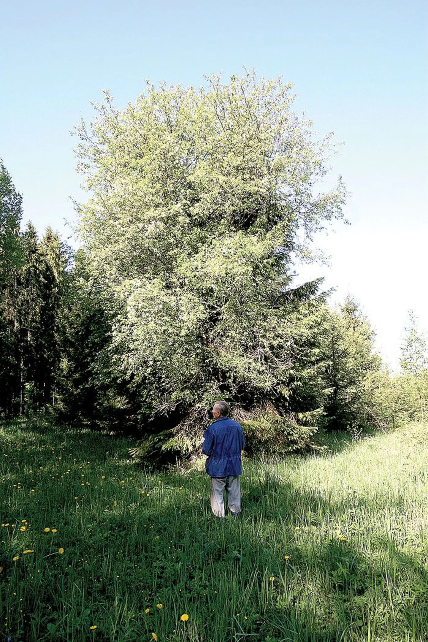 Arvatav metsõunapuu (üldplaan) sirutab oma ladvaoksi umbes kümne meetri kõrgusele.