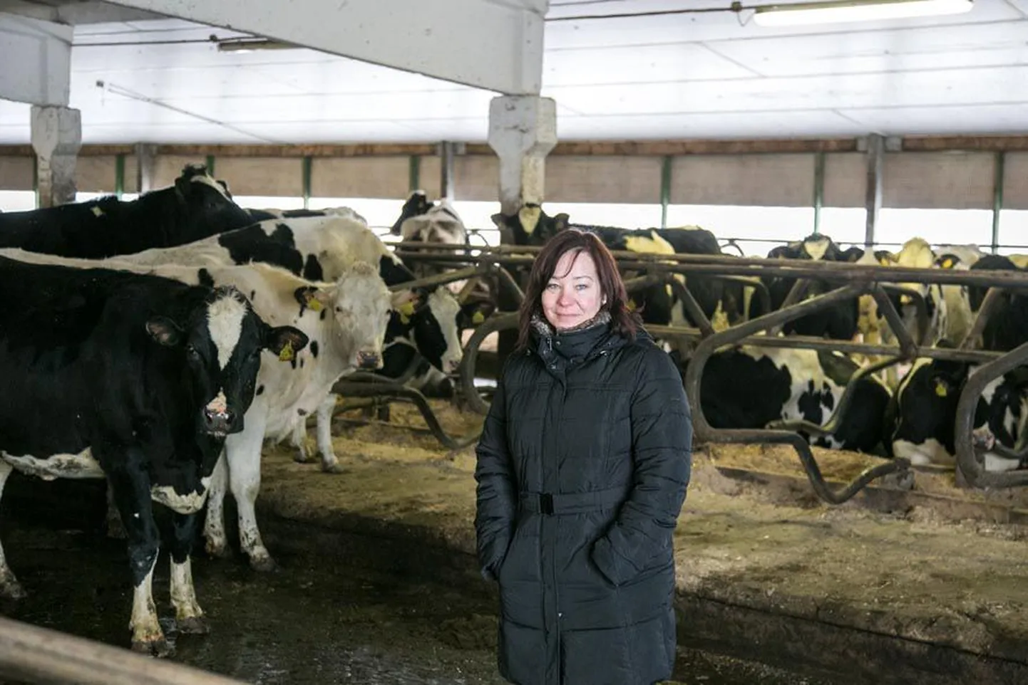 Aravete Agro lehmade keskel loomakasvatusjuht Karin Puhke.
