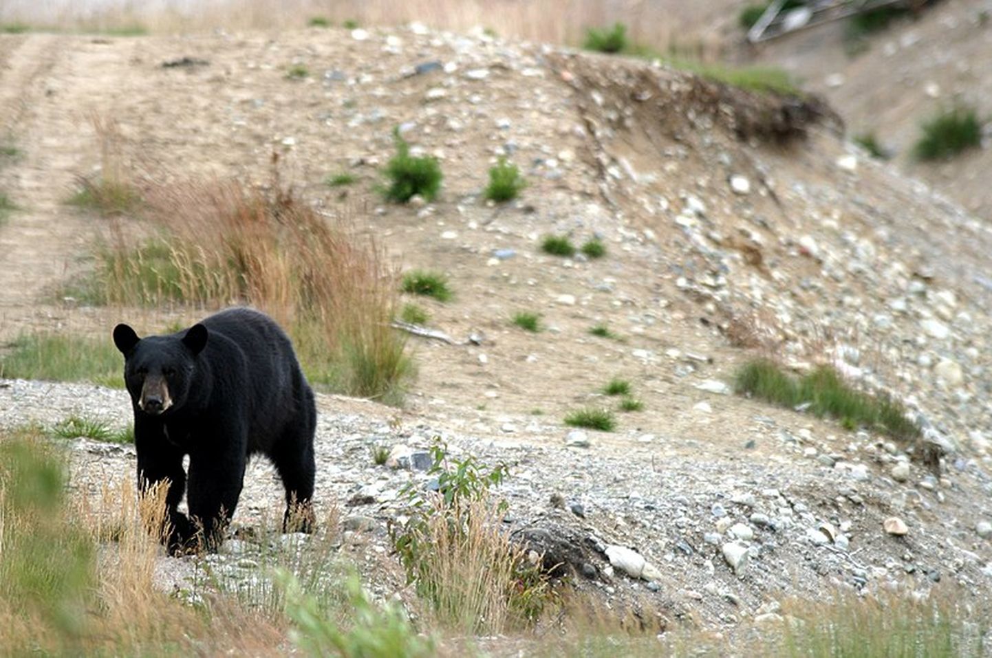 ASV nacionālajā parkā lācis uzbrūk vietējiem apmeklētājiem