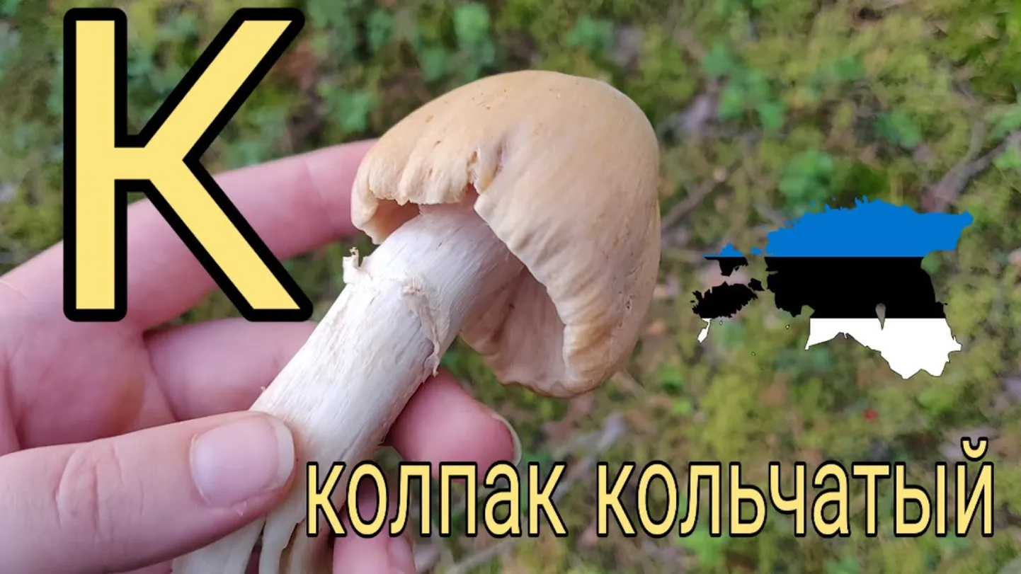 Колпак кольчатый