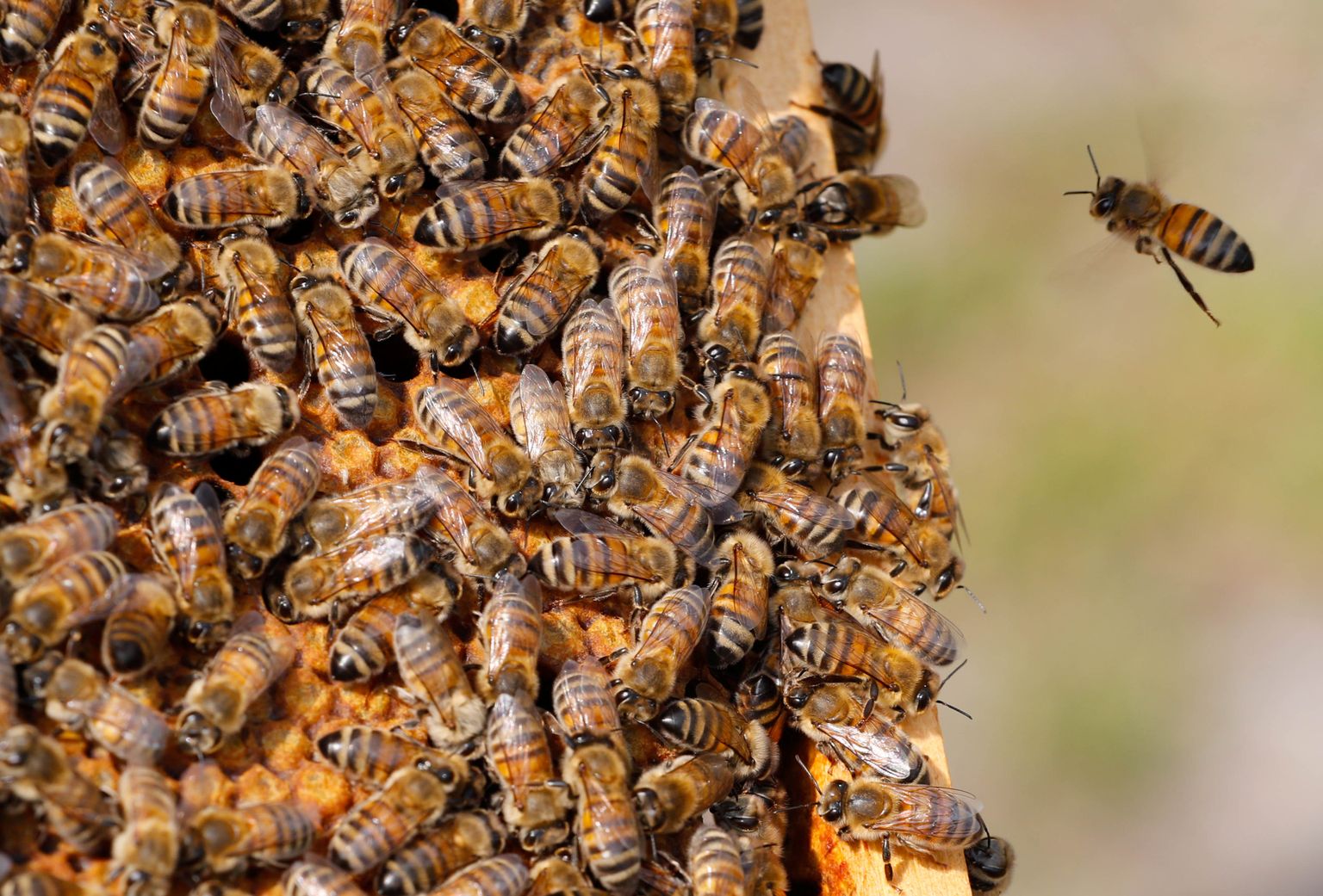 Mesilased on ühed tähtsamad tolmendajad aga nende elus on kliimamuutuse tõttu ohus