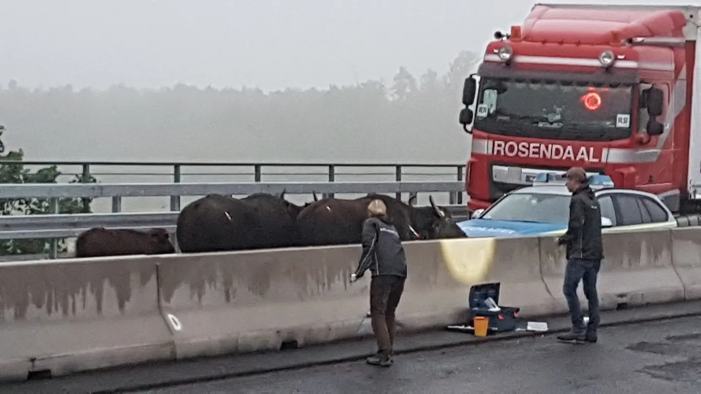 Vesipühvlid pääsesid Leverkuseni kandis maanteele pühapäeva õhtul lähedalasuvalt põllult.