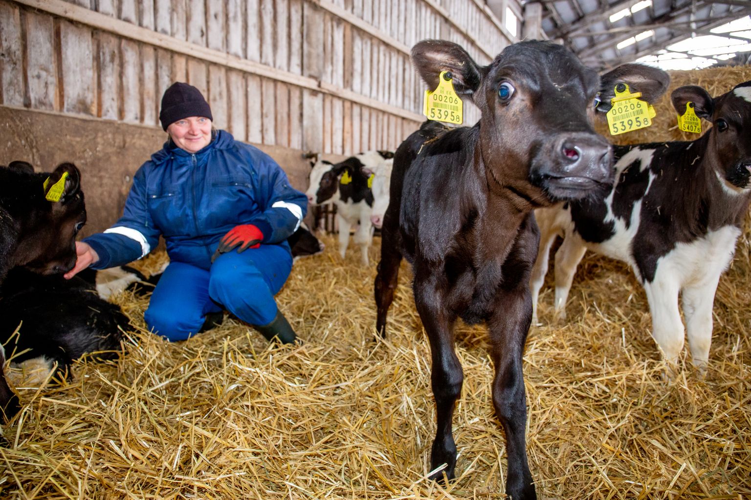 OÜ Vändra Sõõrike farmi juhataja Angela Alev koos oma hoolealuste vasikatega.