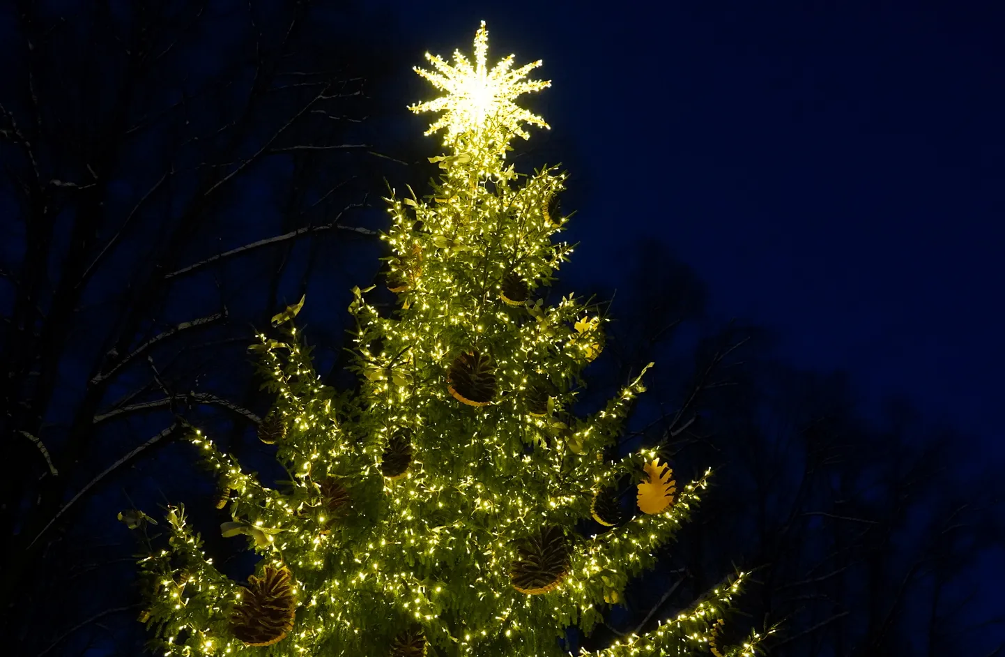 Norisinās Ziemassvētku pasākums, kurā Valsts prezidents tiekas ar daudzbērnu ģimenēm no dažādiem Latvijas novadiem un pilsētām, lai kopīgi iedegtu svētku egli.