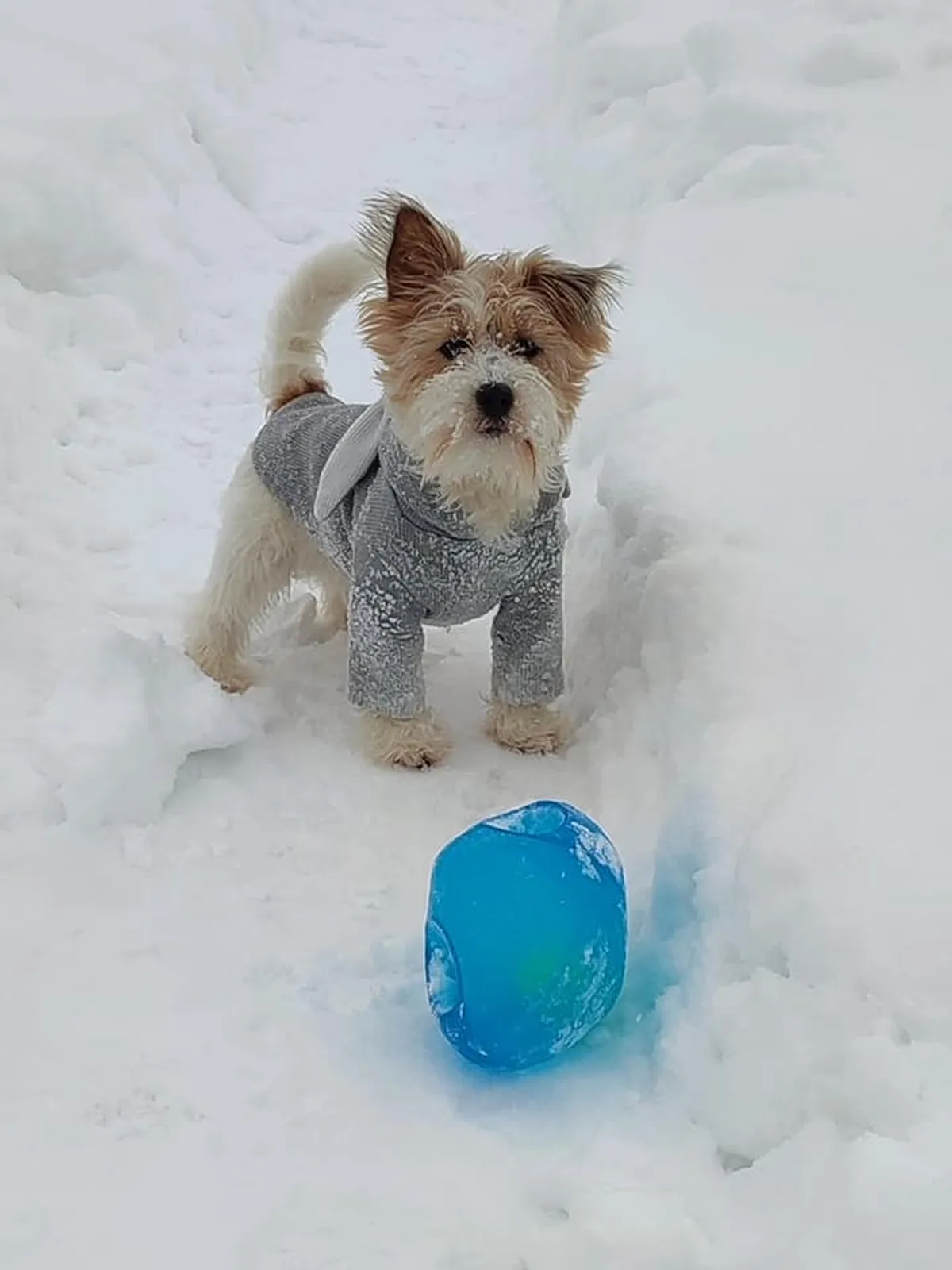 Nöbi armastab palle, lendavaid taldrikuid ja piuksumänguasju.