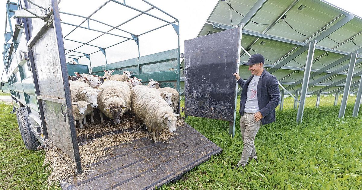 Töös olevaid päikesejaamu hooldavad lambad