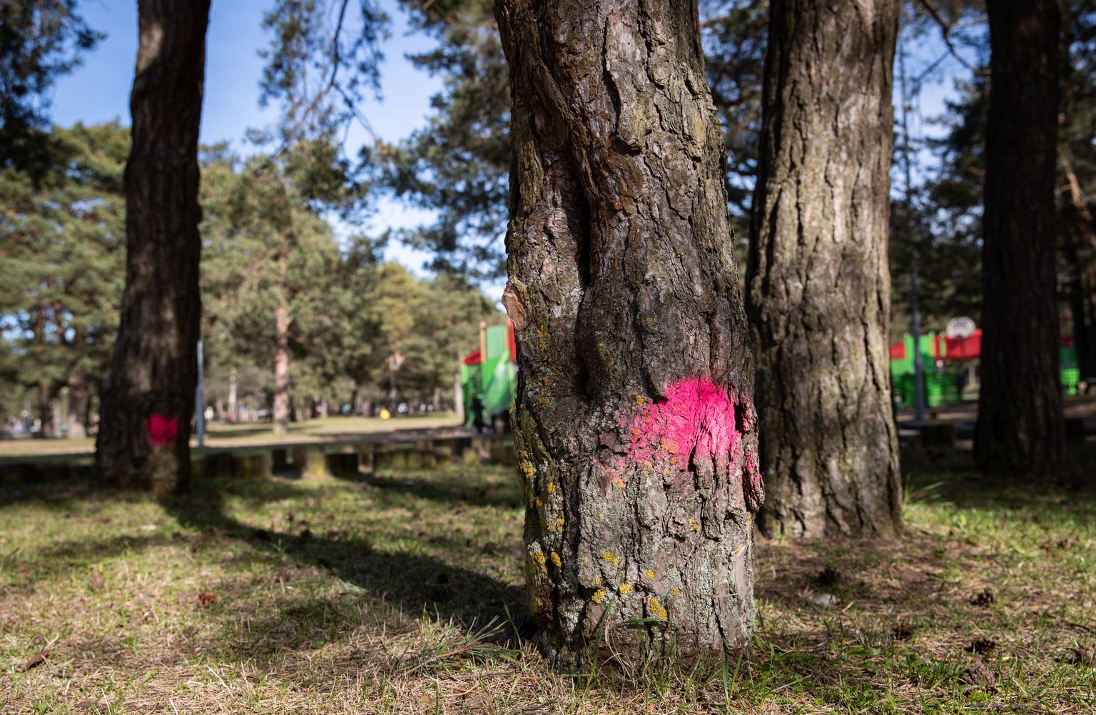 Mustamäel Männi pargis on üle saja puu märgistatud neoonvärviga, mis tähendab, et nende mahavõtmiseks on välja antud raieluba.