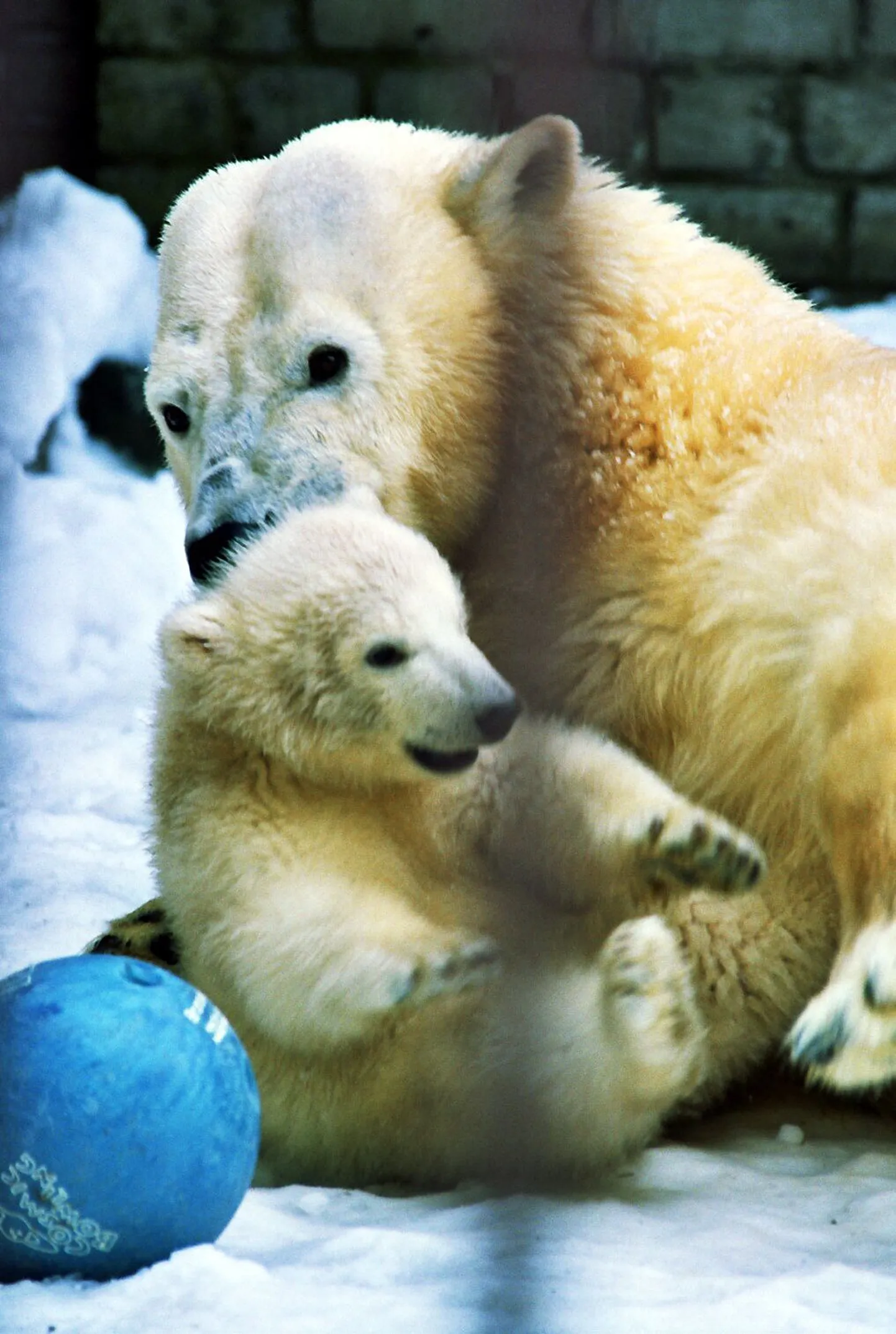 Jääkaruema koos oma pojaga. Foto on illustratiivne.