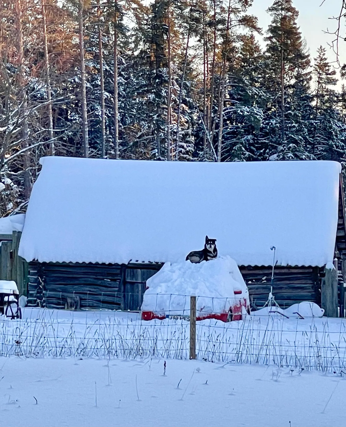 Koer leidis hea koha vaatluseks.