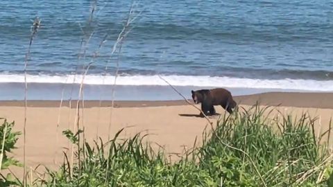 Видео: медведь пробежал галопом по пляжу 