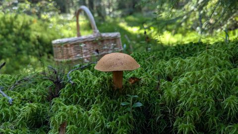 Eesti metsades kasvaval seenel on üks hirmutav omadus, kuid on sellegi poolest hinnatud söögiseen