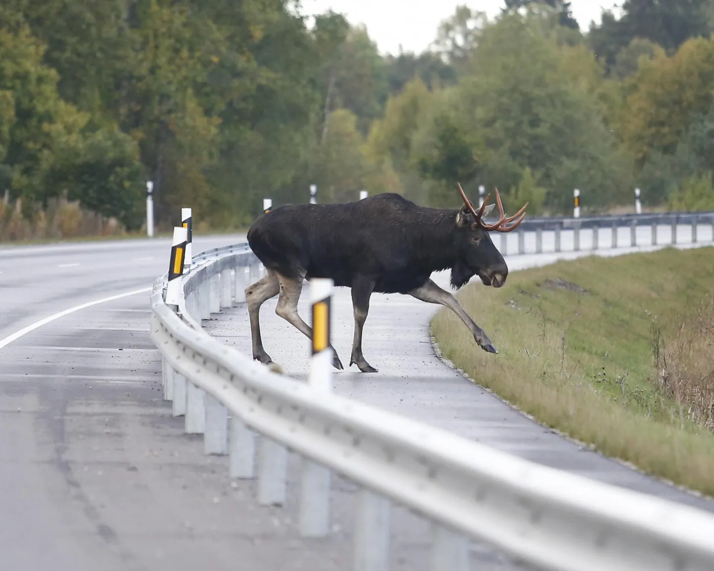 Sügiseti liigub teedel rohkesti metsloomi.