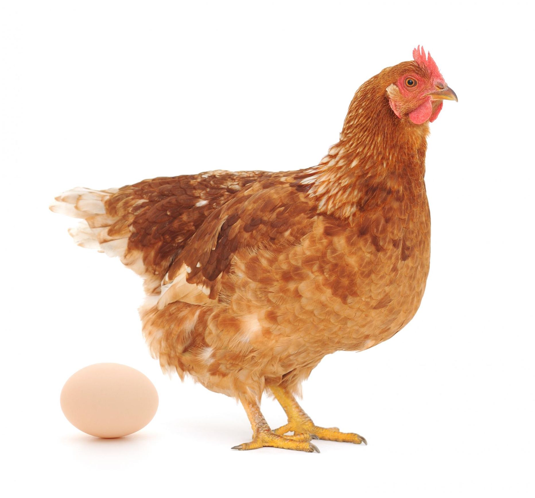 Kas munal ja munal on vahe? FOTO: Shutterstock