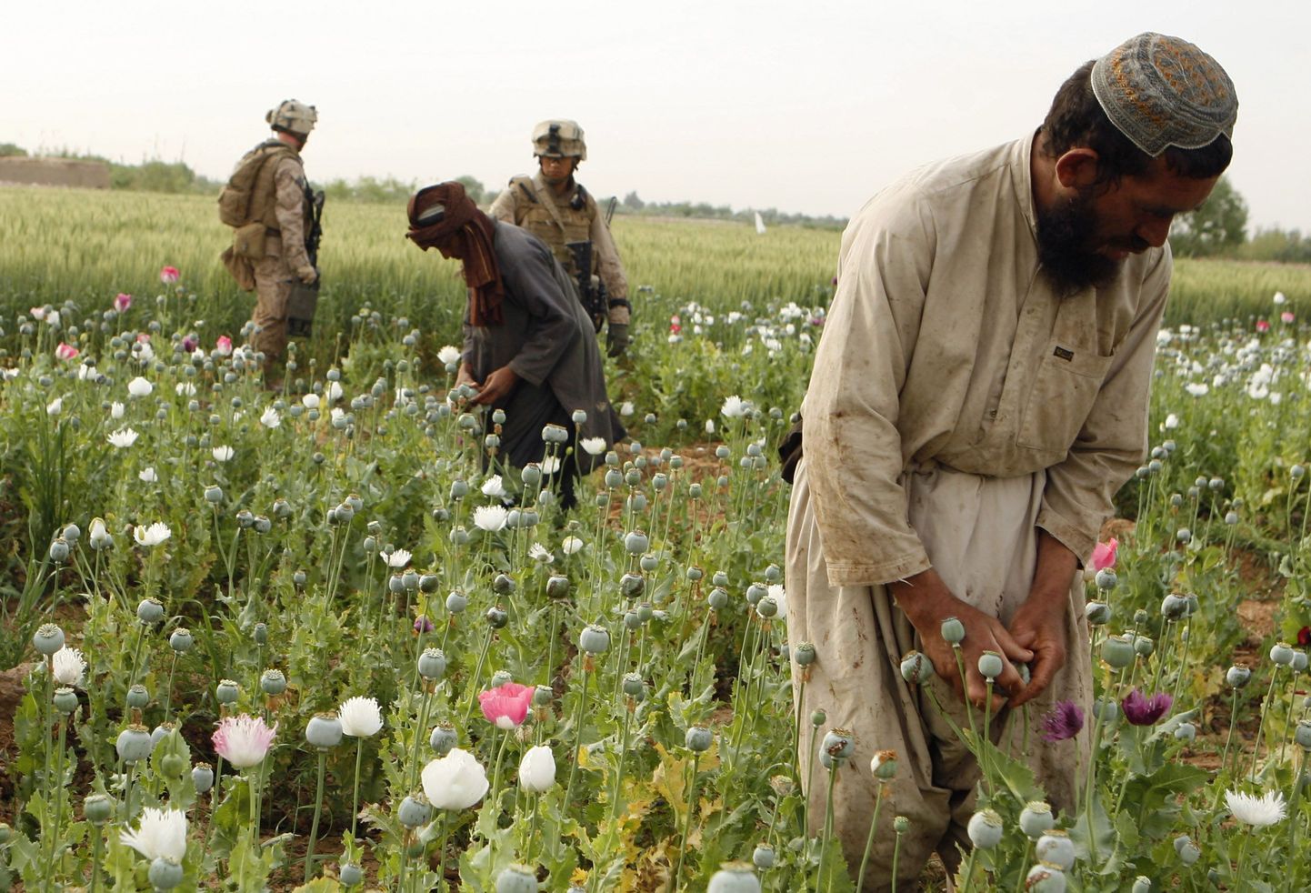 USA merejalaväelased ja kohalikud põllumehed moonipõllul Helmandi provintsis Afganistanis.