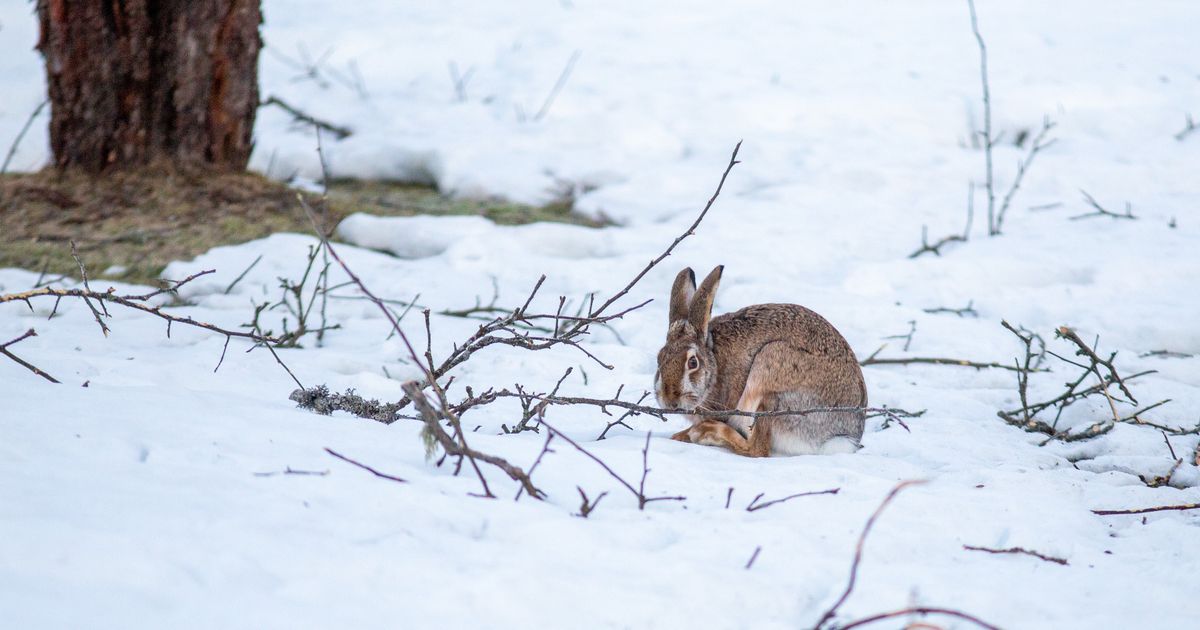 Cartografii biodiversităţii au observat cei mai gri iepuri din Tallinn