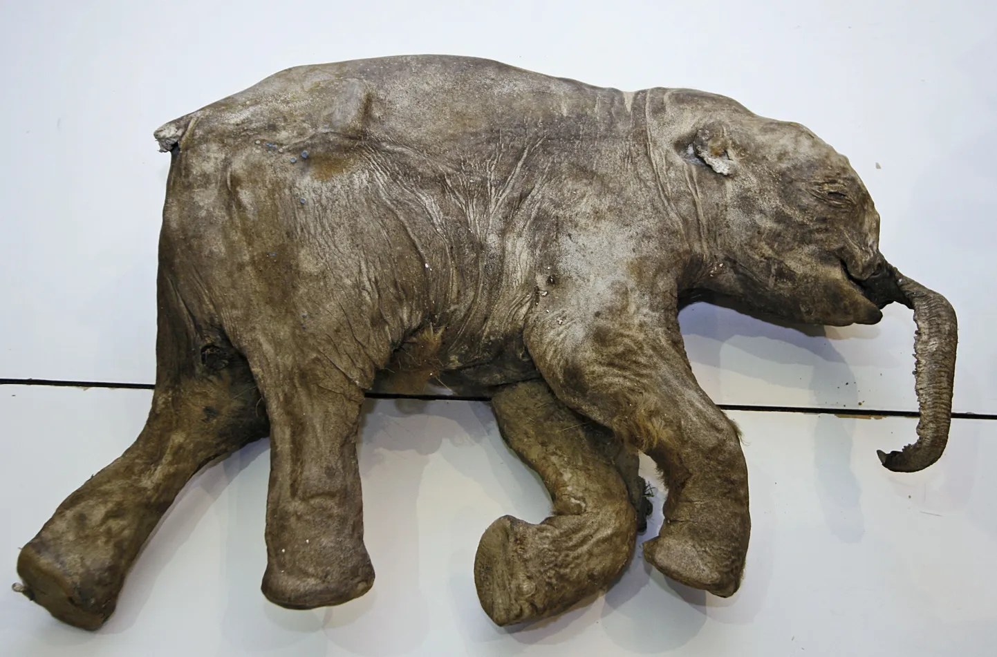 Siberist leitud mammut on heledakarvaline