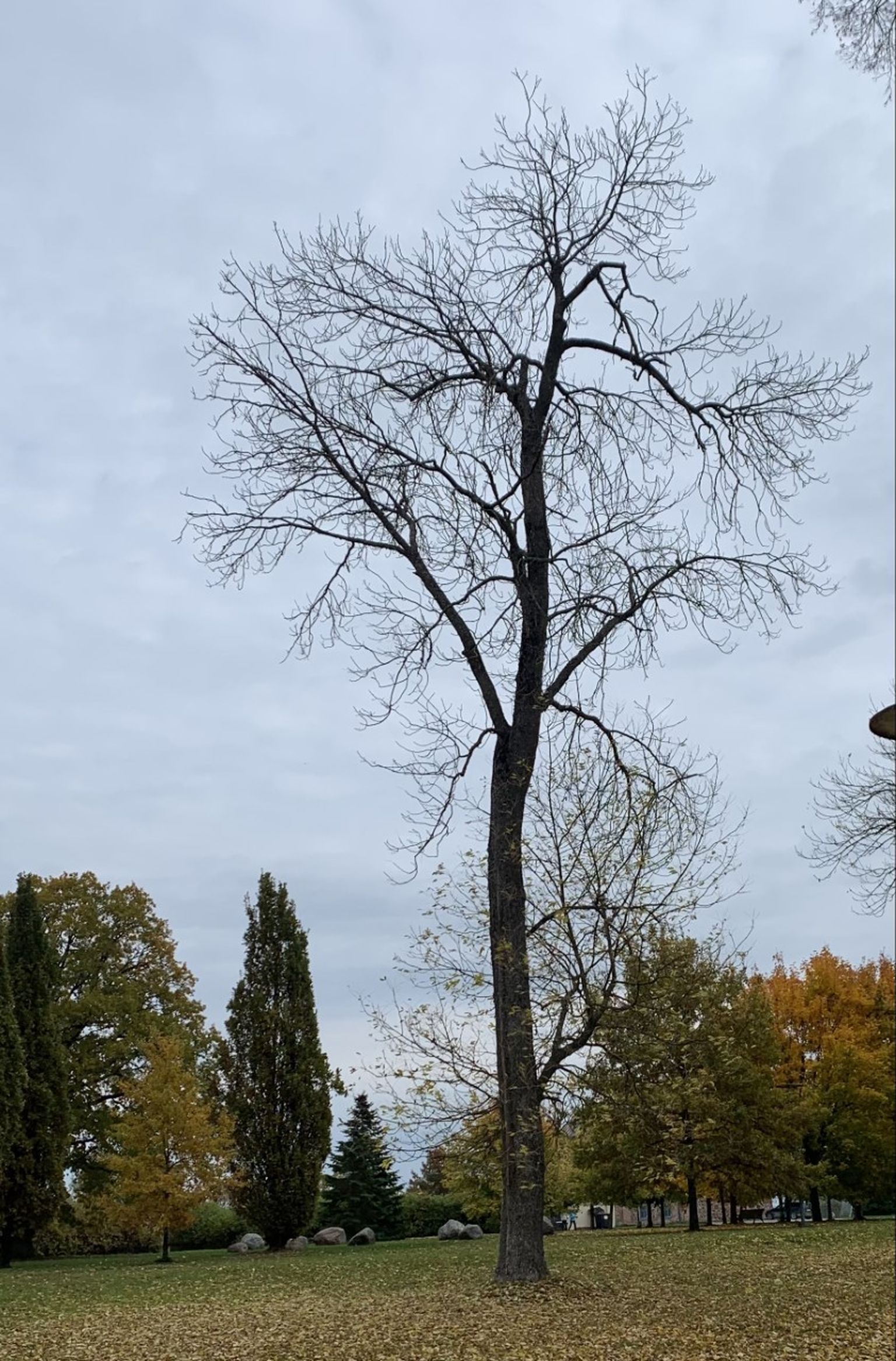 Kuivus paneb ka lehed puude otsast kiiremini langema.