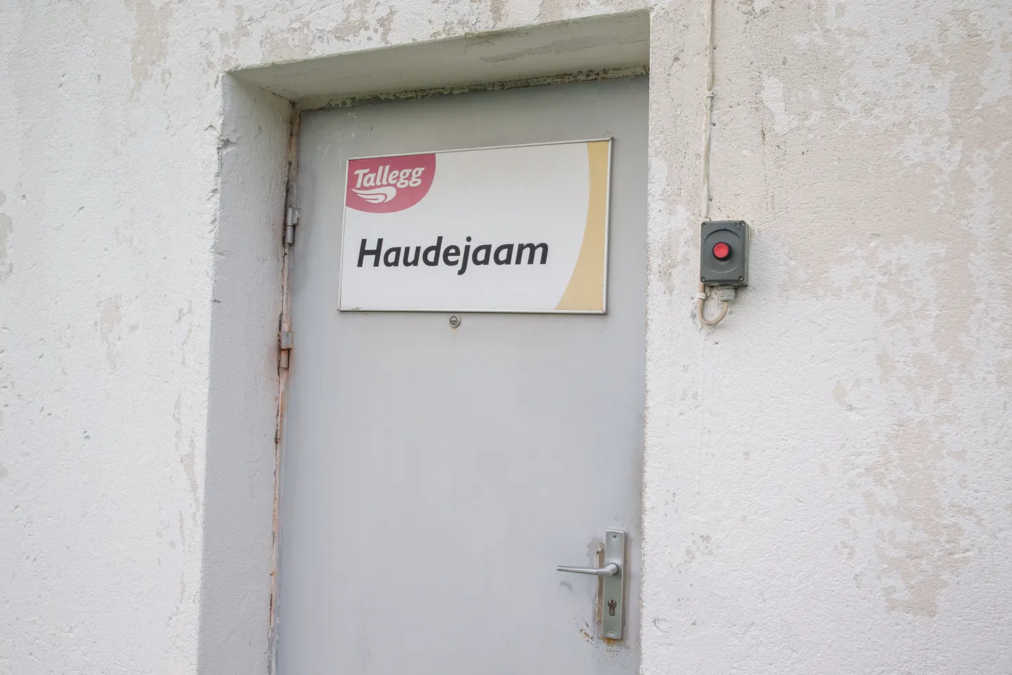 Talleggi haudejaam, mille prügikastis olid tibud.