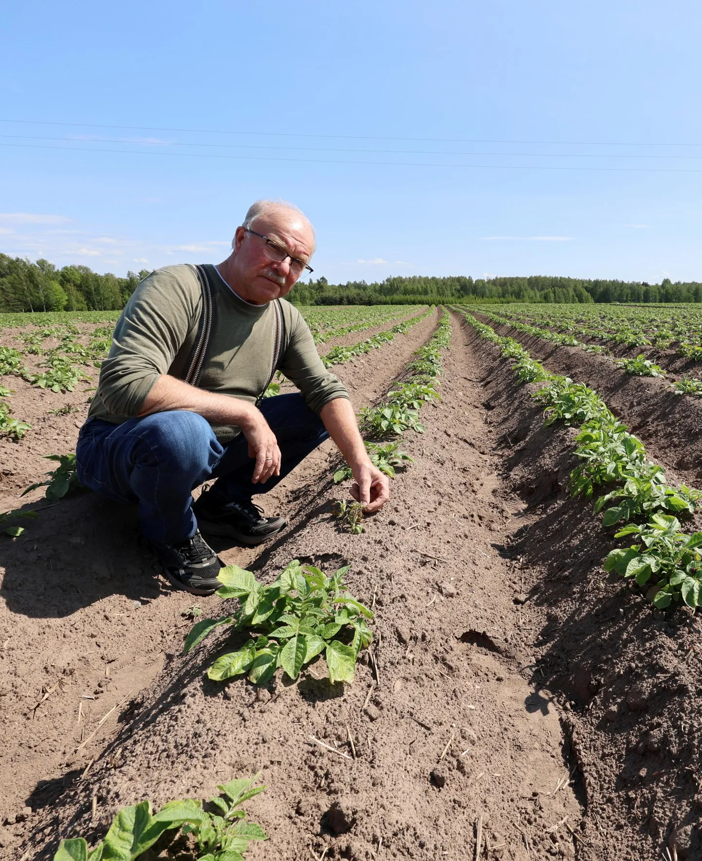 Saare-Anni talu peremees Einar Saar käis eile oma kartulipõllul, kus kõrvuti külmavõetud ja terved kartulipealsed.