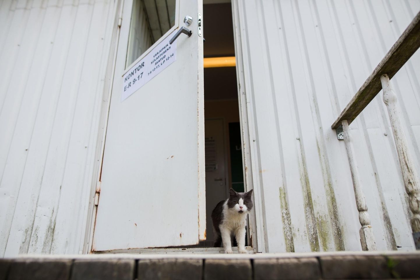 Pärnu loomade varjupaik koosneb praegu mitmest putkast, pildil olevas asub kontor.
