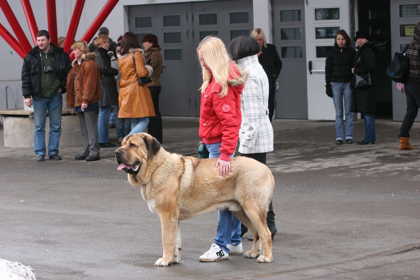 Rahvuslik koertenäitus Rakvere spordihallis.