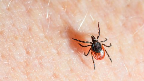 Unusta paanika puukide pärast – Soome putukateadlane kiidab ootamatut abimeest igaühe garderoobis