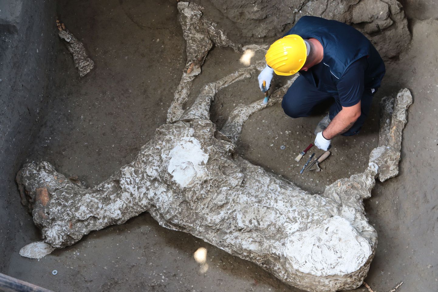 Hobuse säilmed leiti Pompei linnamüürist väljastpoolt Civita Giuliana piirkonnast. Fotol hobusest tehtud kipskuju.