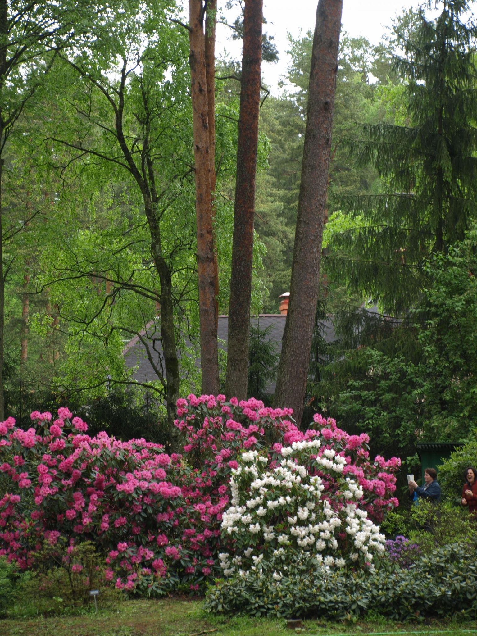 Rododendronite kõrgust võrrelge pildi nurgas olevate inimeste kasvuga. 